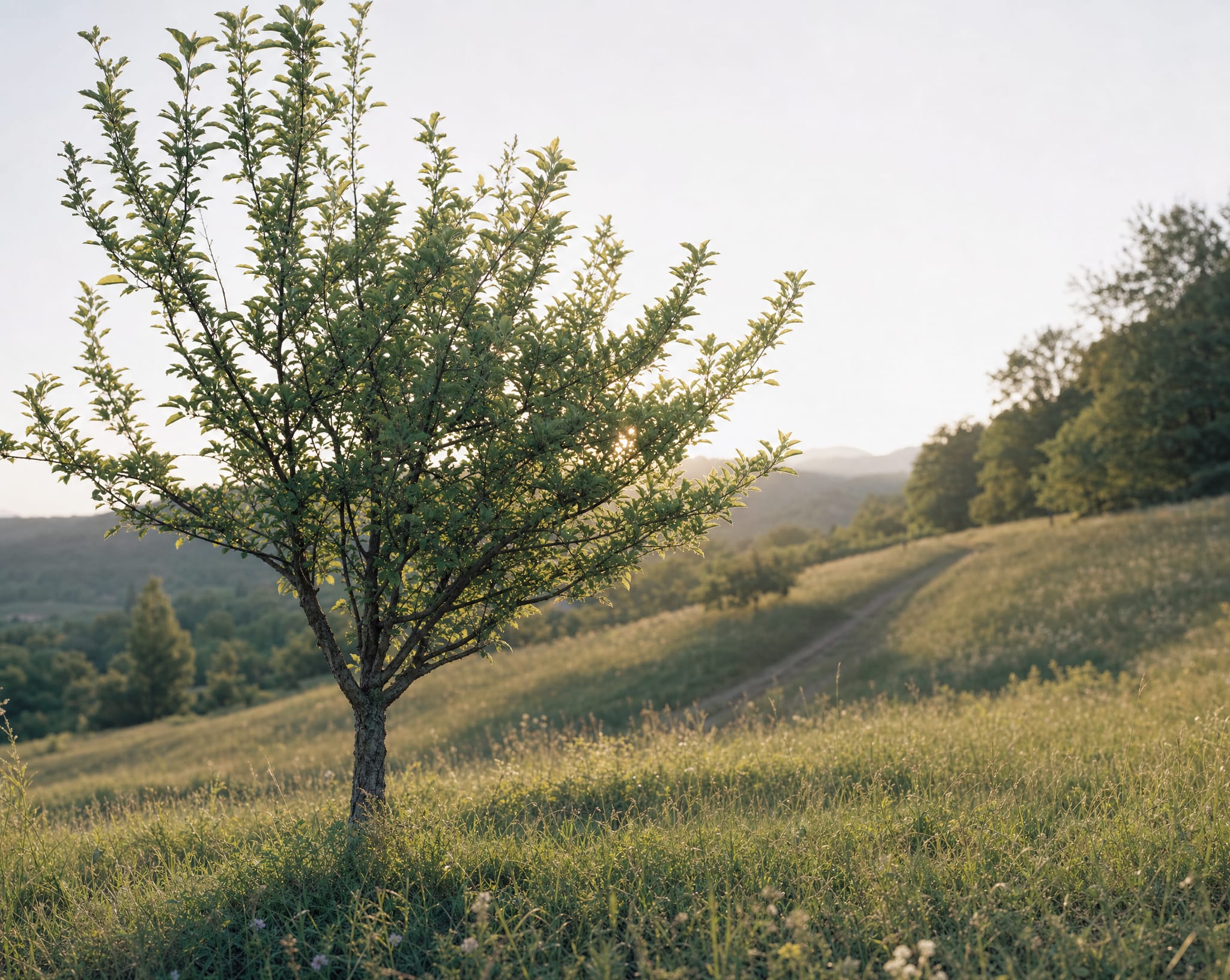 Jeune arbre solide dans une prairie verte à la lumière dorée.