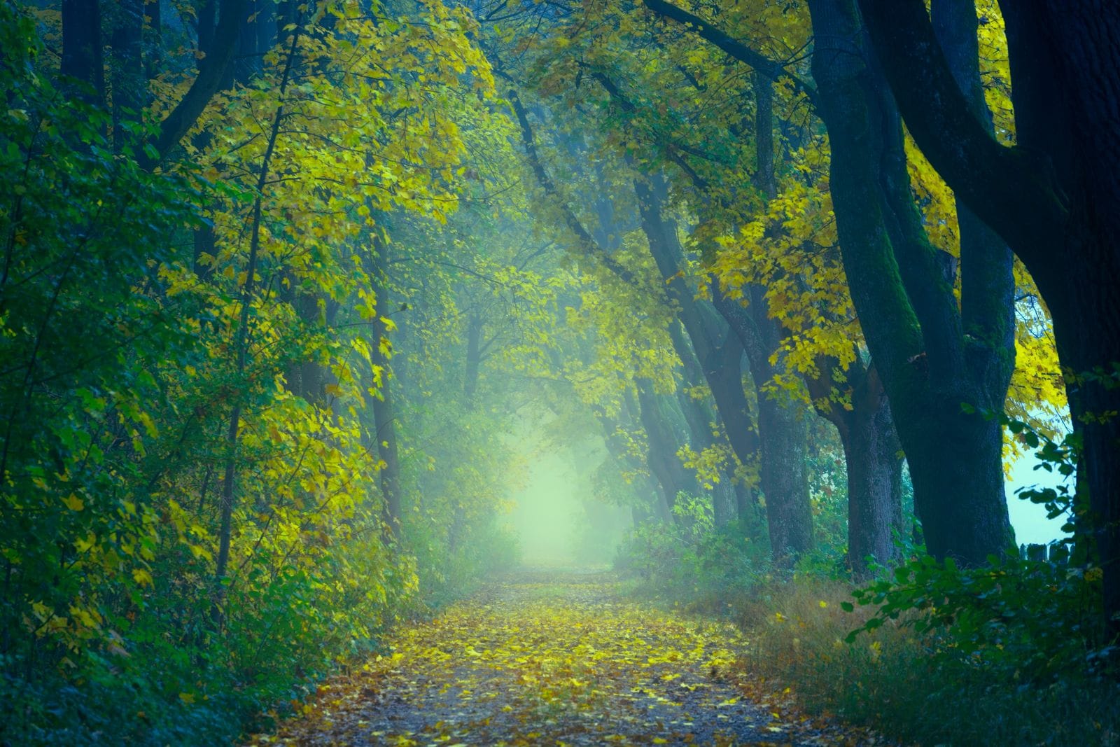 Un sentier de sous-bois paisible s’ouvre vers une lumière douce entre les arbres.