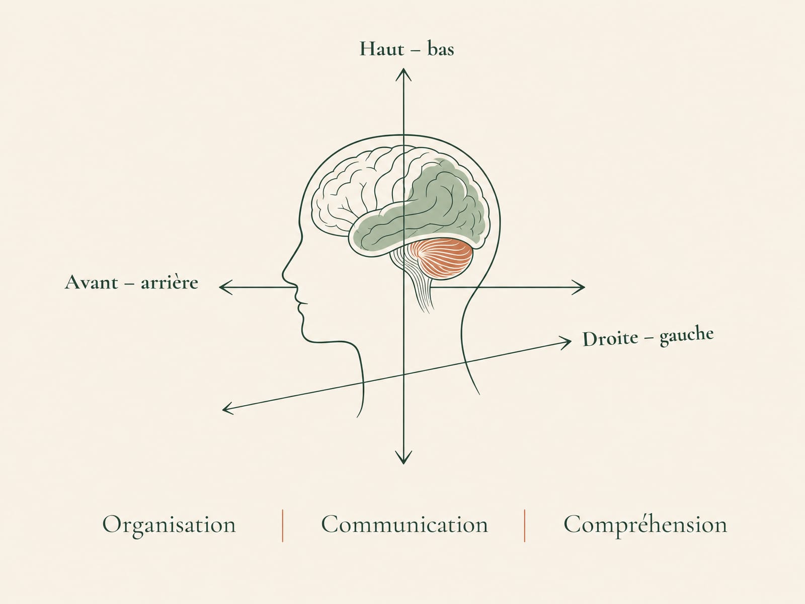 Schéma des trois dimensions intégrées par le cerveau : avant-arrière, haut-bas, droite-gauche.